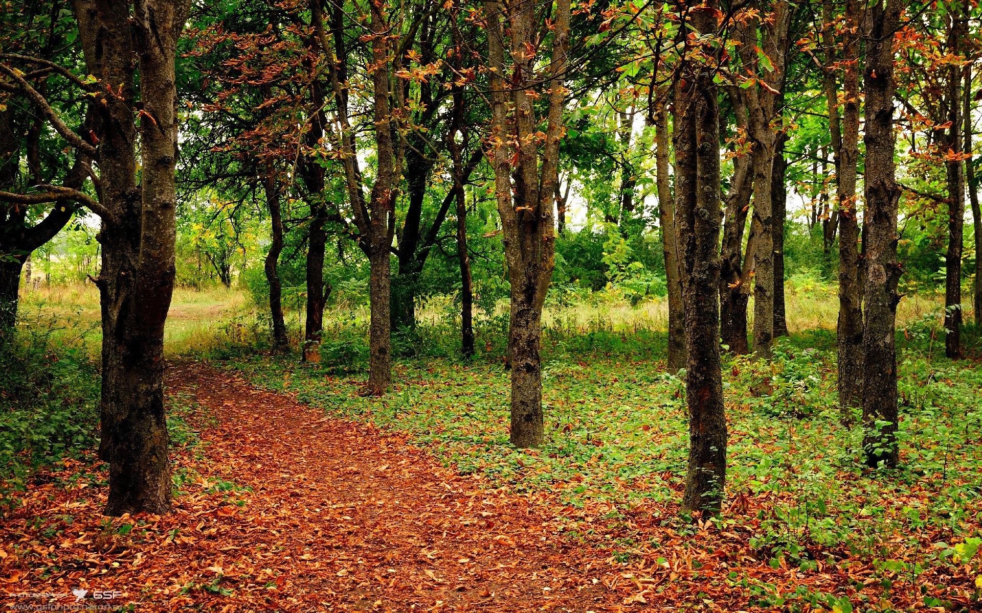 KPL赛前分析节目收视火爆解说专业度获好评,kpl解说规则