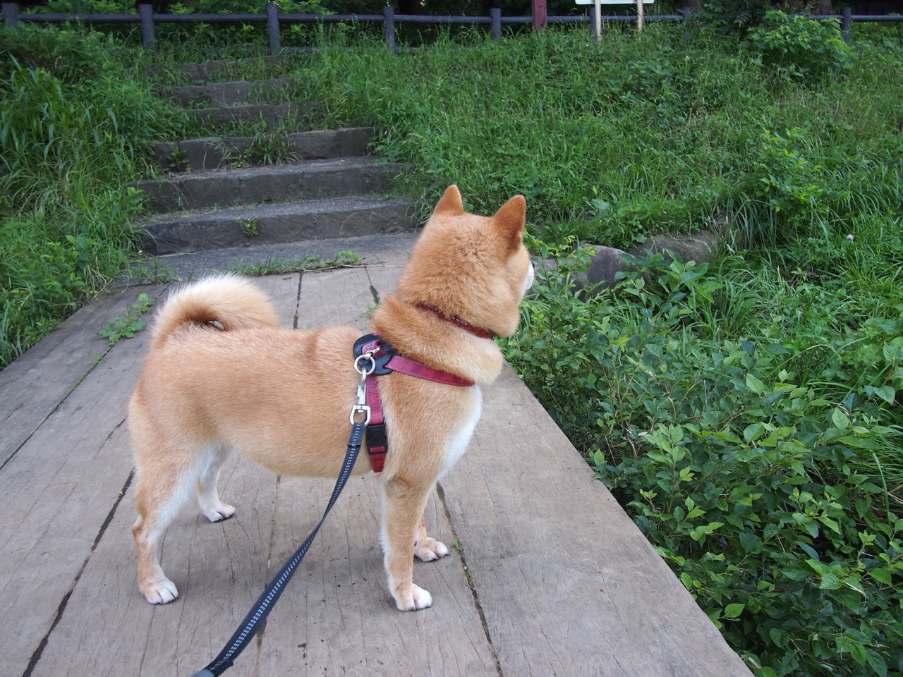 KPL赛前分析节目收视火爆解说专业度获好评,kpl解说规则