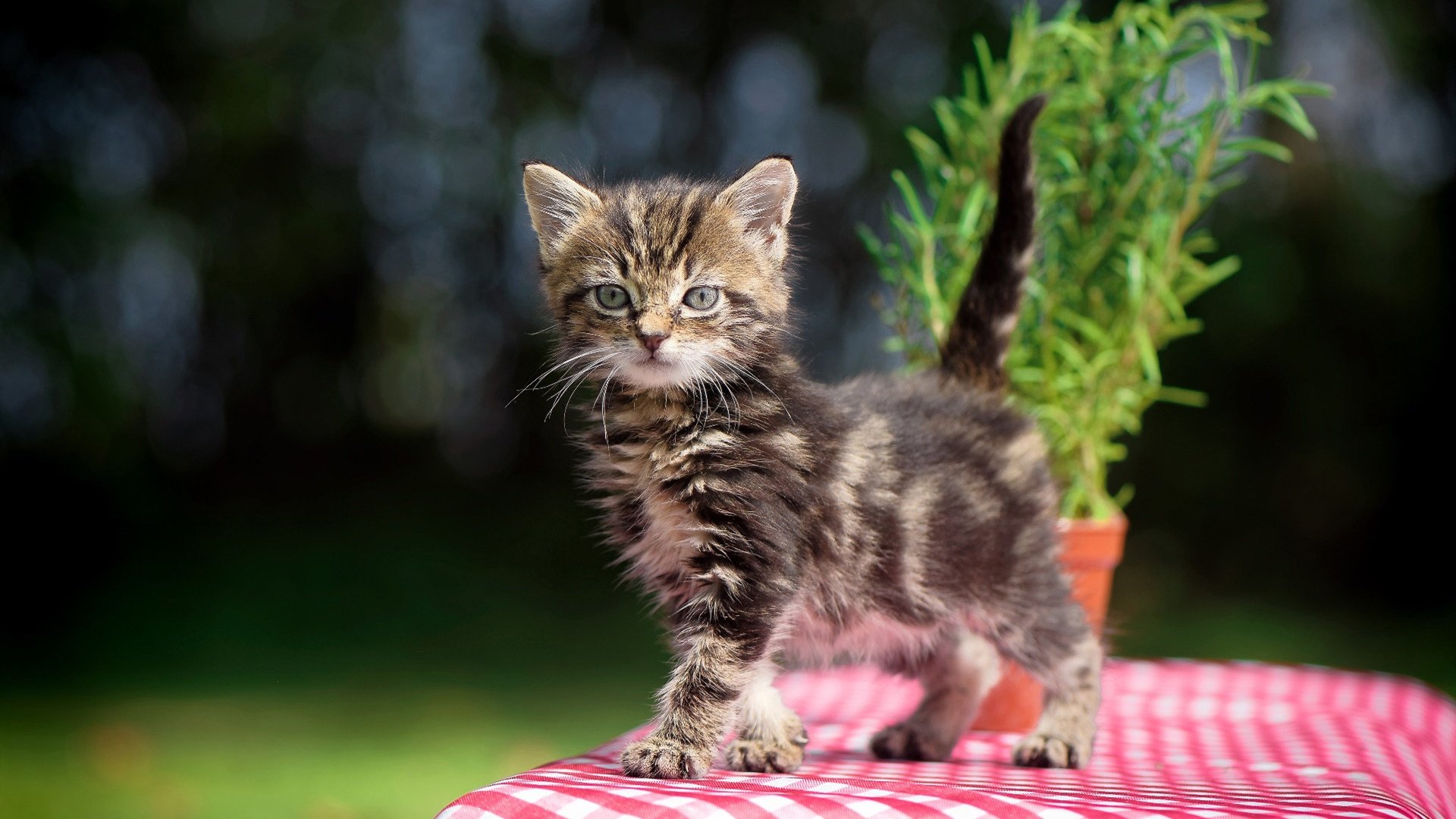 中国U17男篮小组出线 表现超出预期，u17男篮集训名单