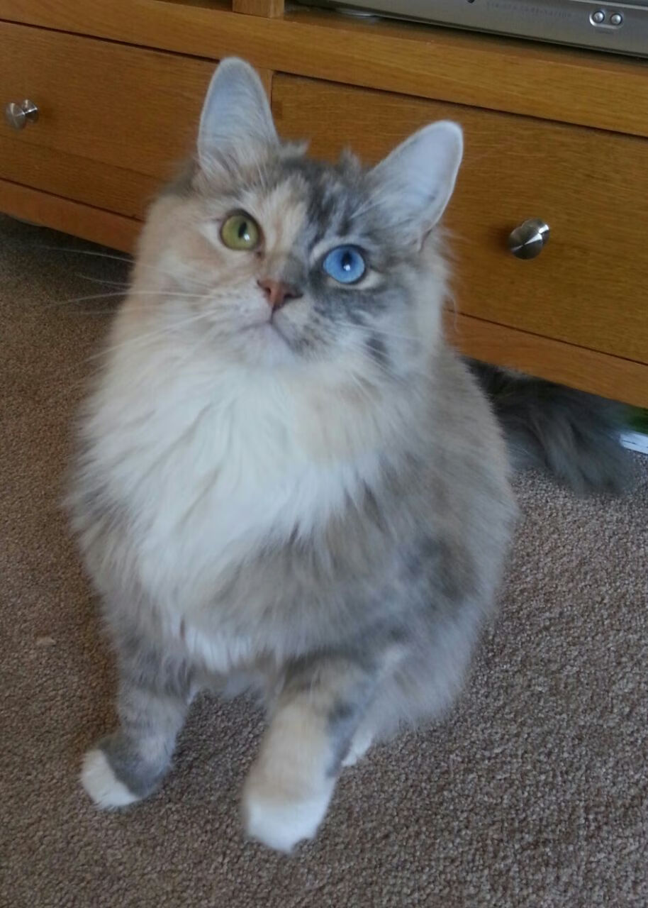 五大联赛是否推动射门合理性评分替代总射门次数,五大联赛射手排名