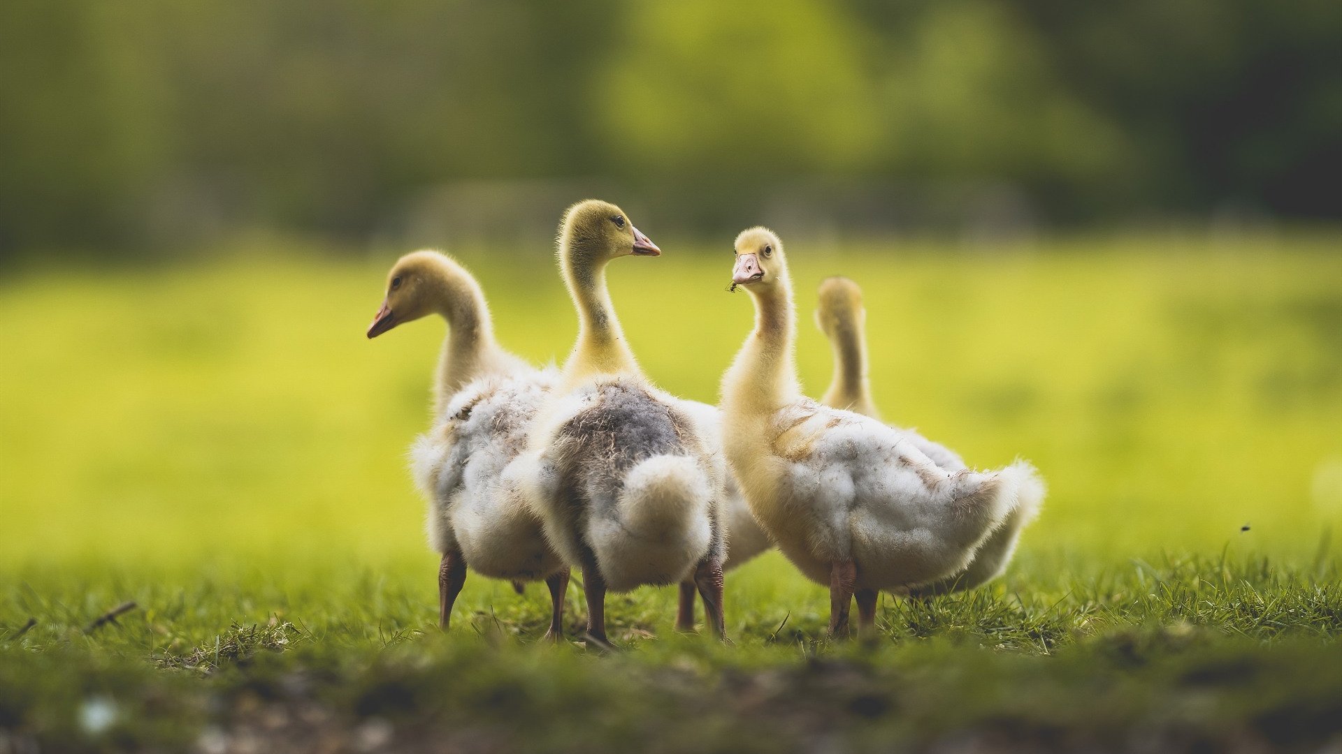 乐鱼体育官网下载-全国青少年极限运动公开赛精彩不断，全国青少年体育项目比赛