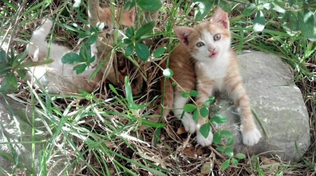 乐鱼体育app在线登录-足球赛场团队配合更加默契，足球的团队配合